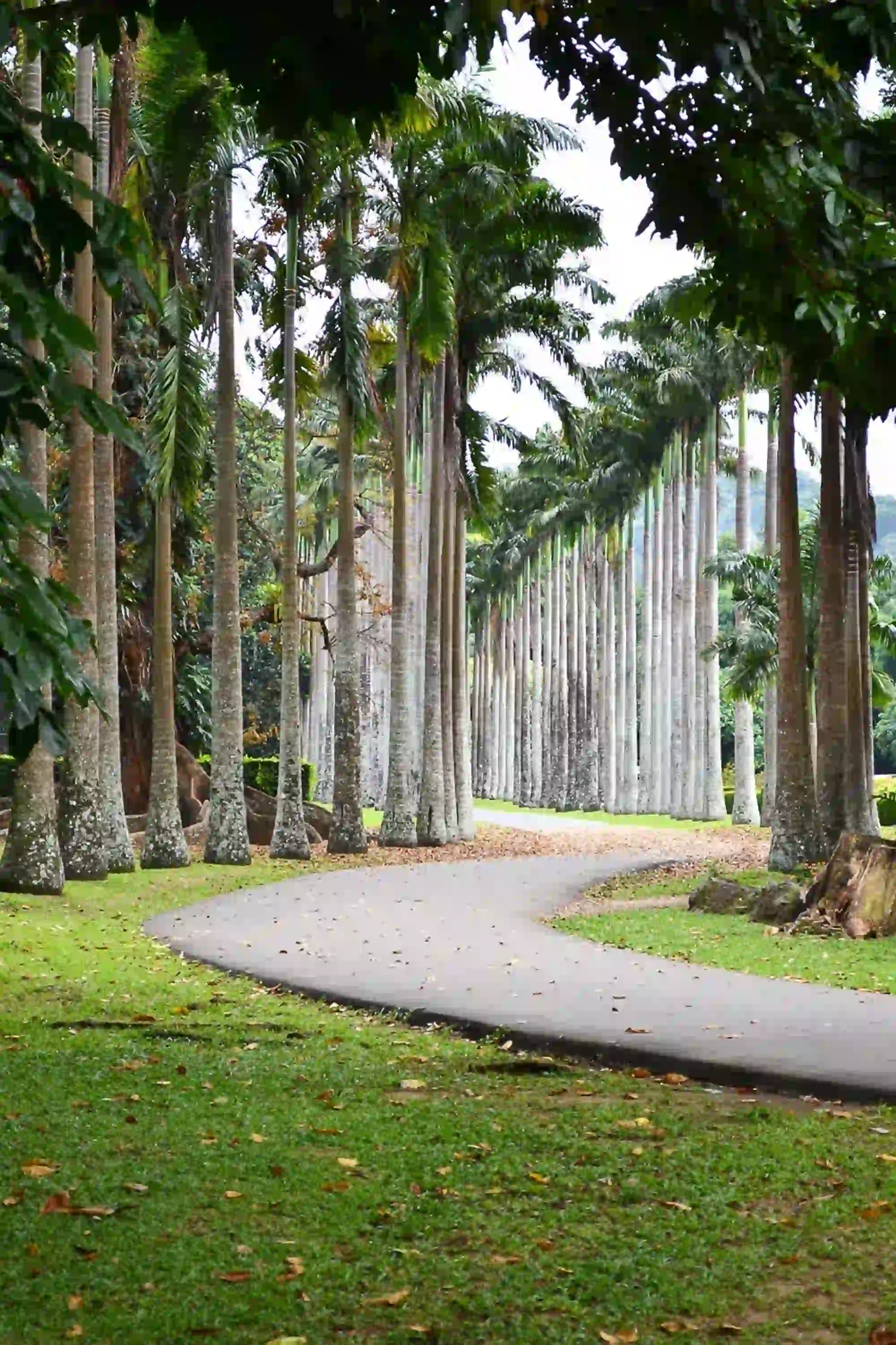 Peradeniya Royal Garden Pathway