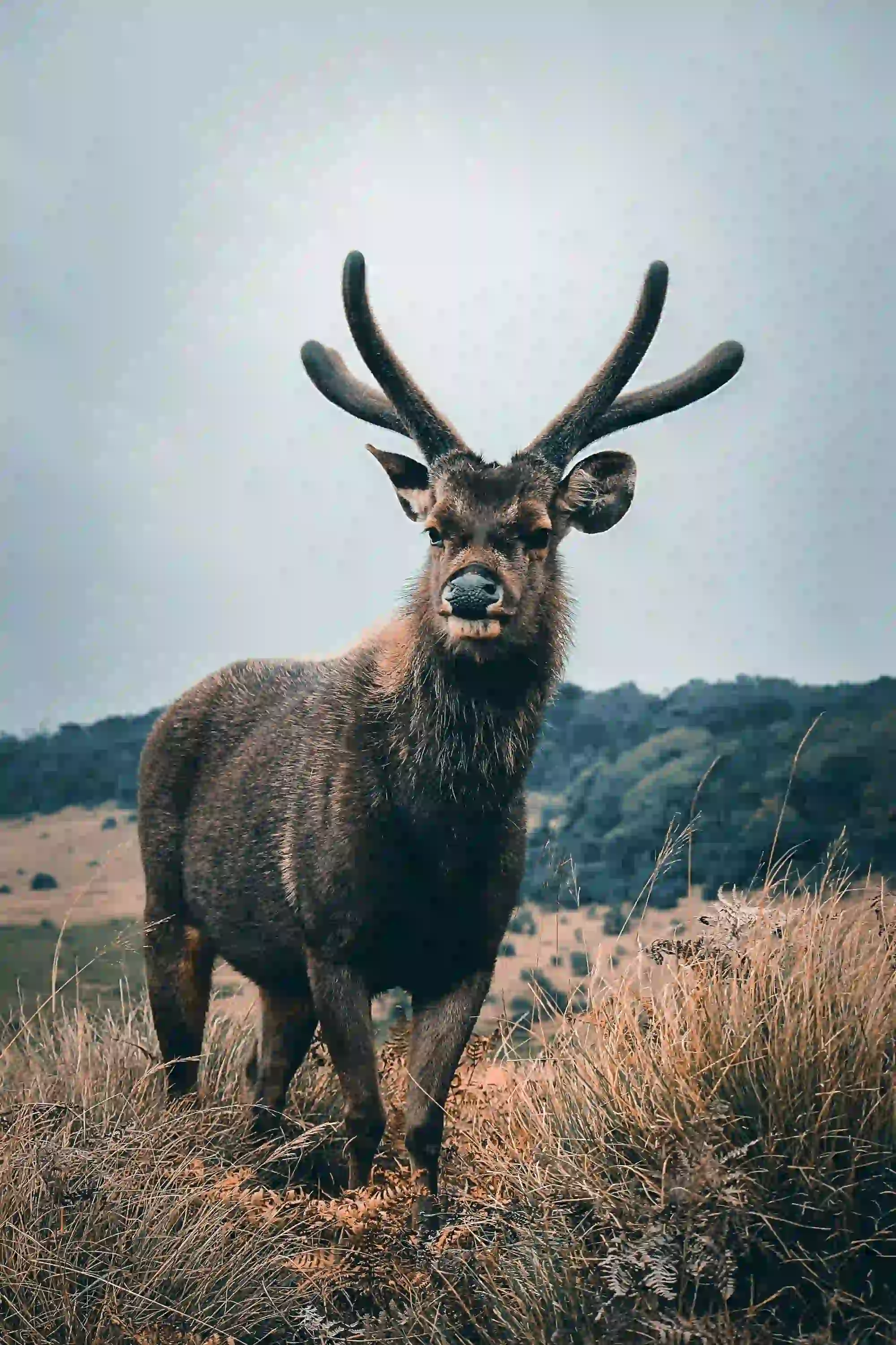Majestic Sambar Deer at Horton Plains