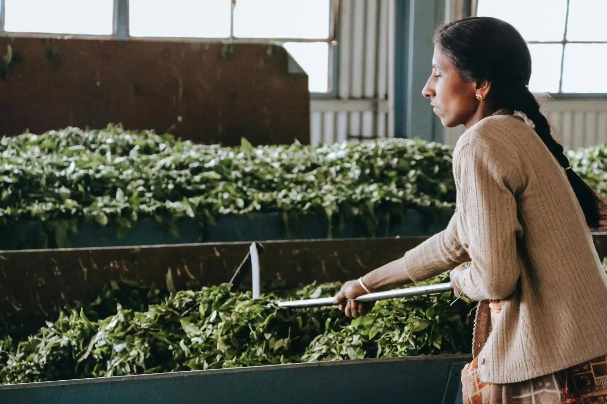 Inside a Tea Factory