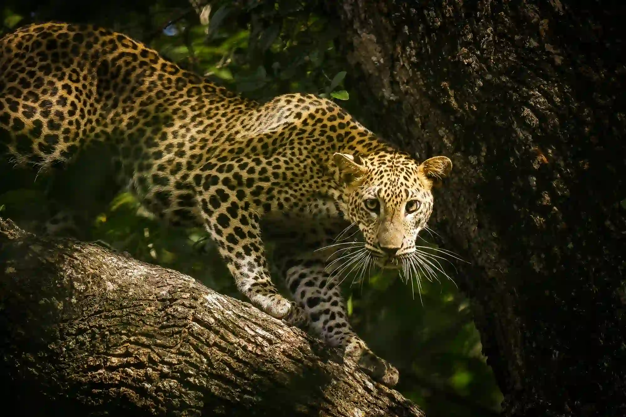 Leopard in Horton Plains Forest