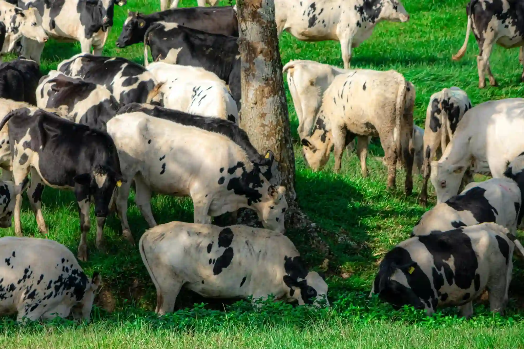 Ambewela Dairy Cows Grazing