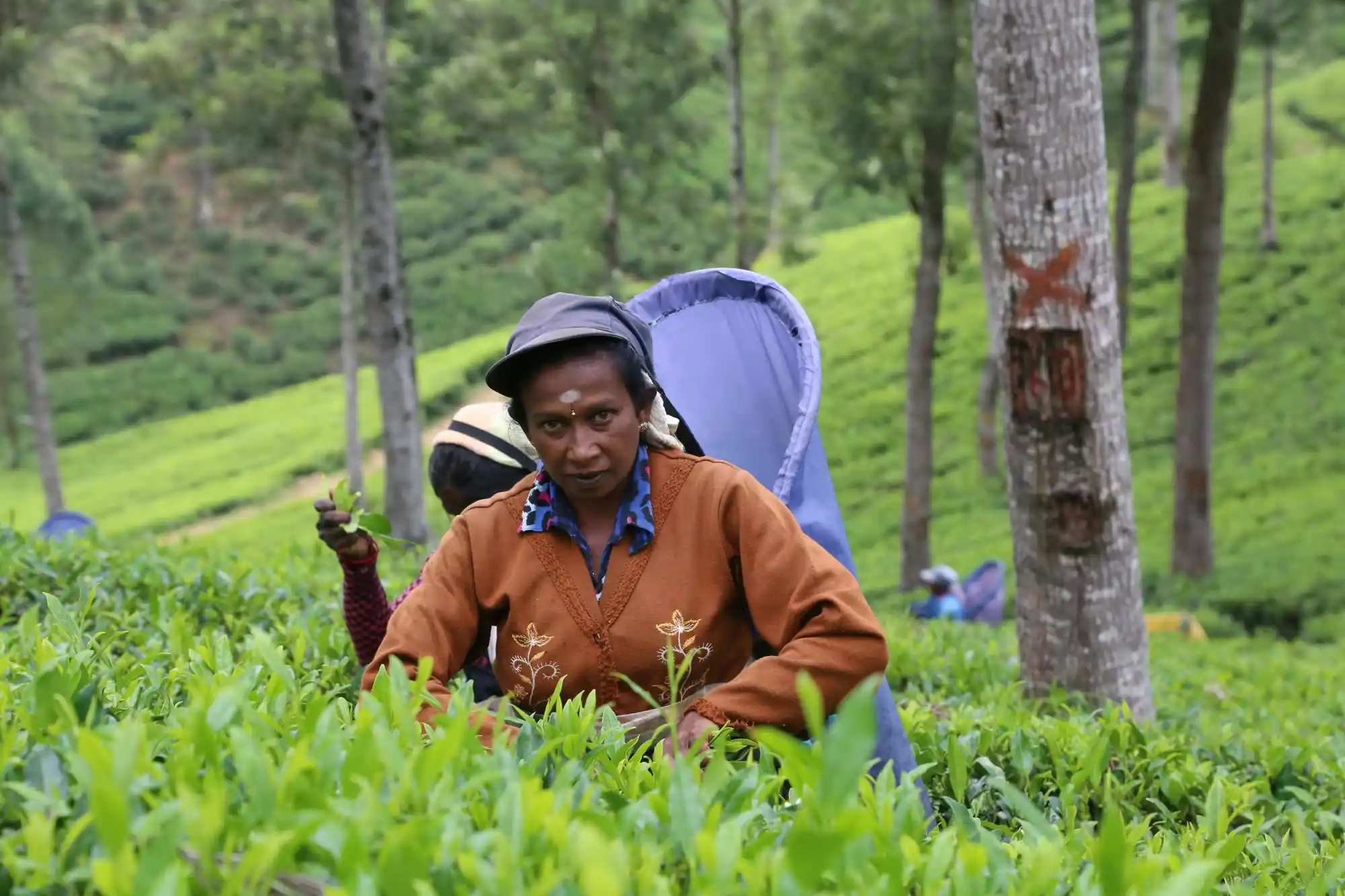Tea Pluckers in the Hill Country