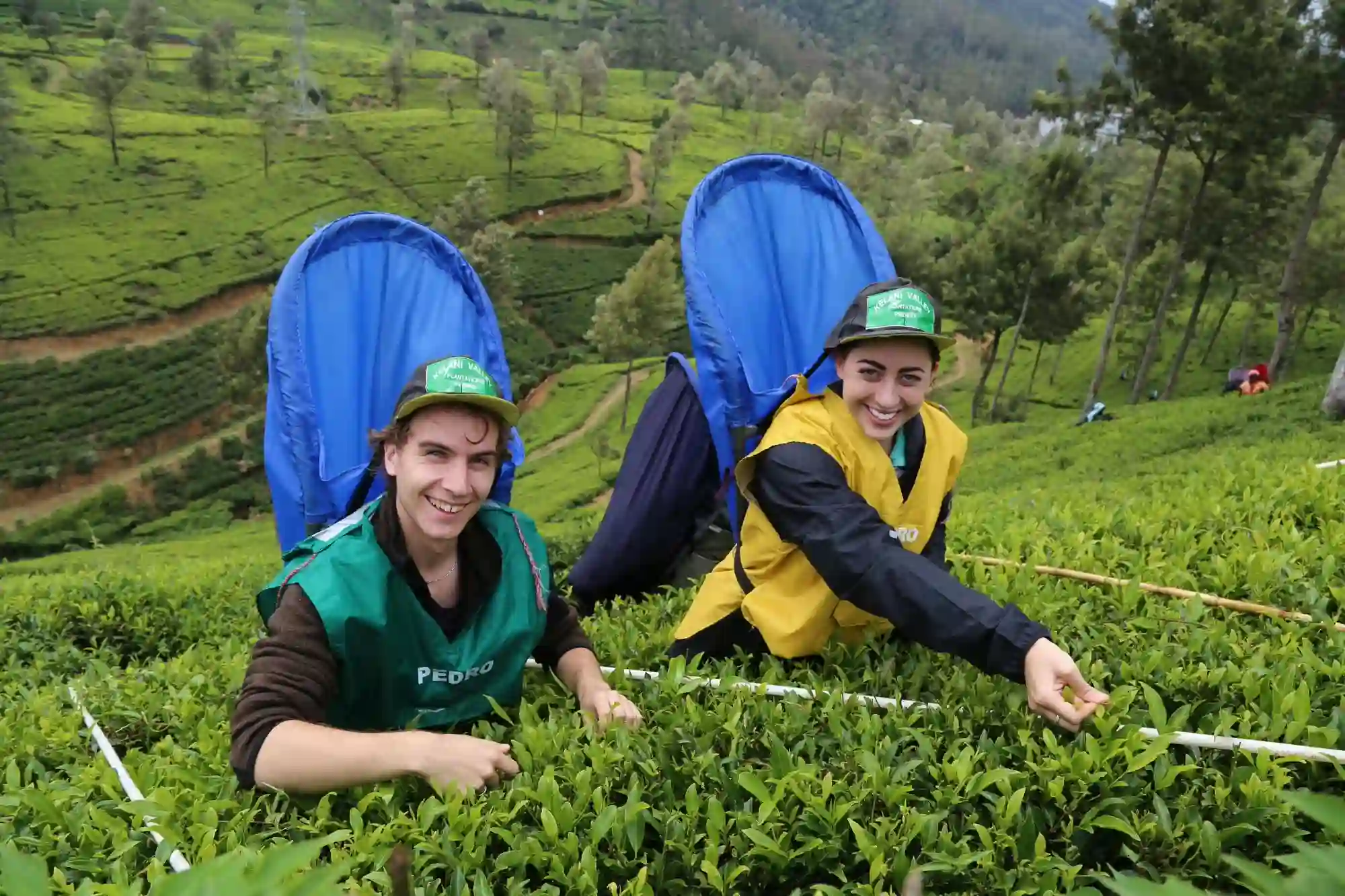 Visitors Experiencing Tea Plucking
