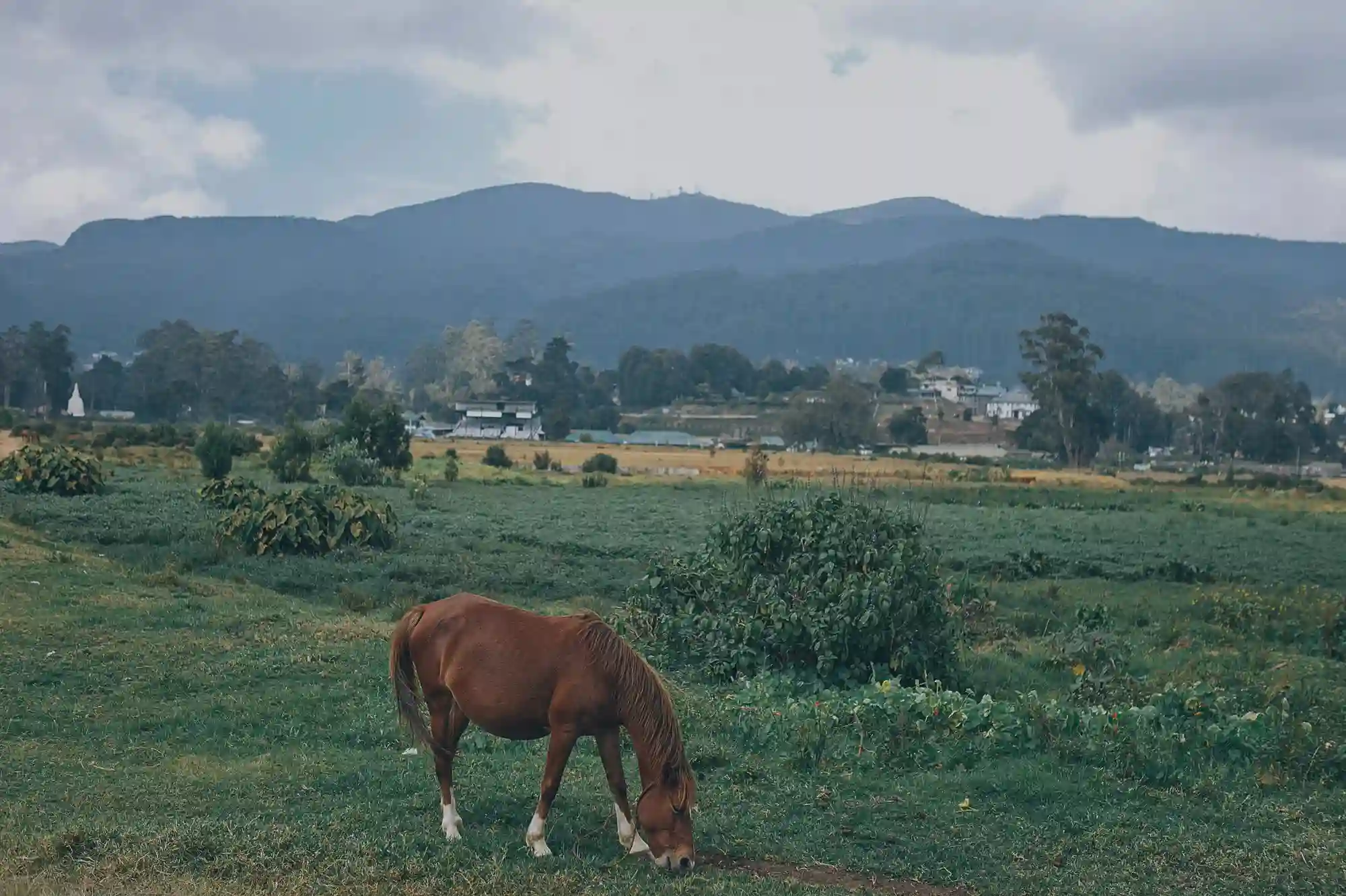 Pastures and Horse in Nuwara Eliya