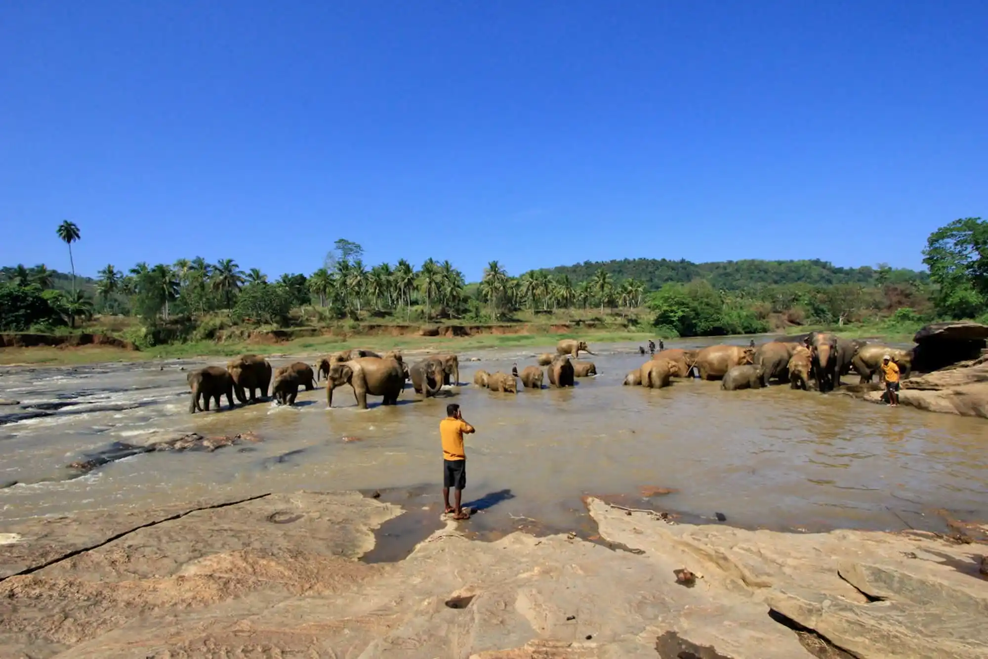 Riverside Elephant Gathering