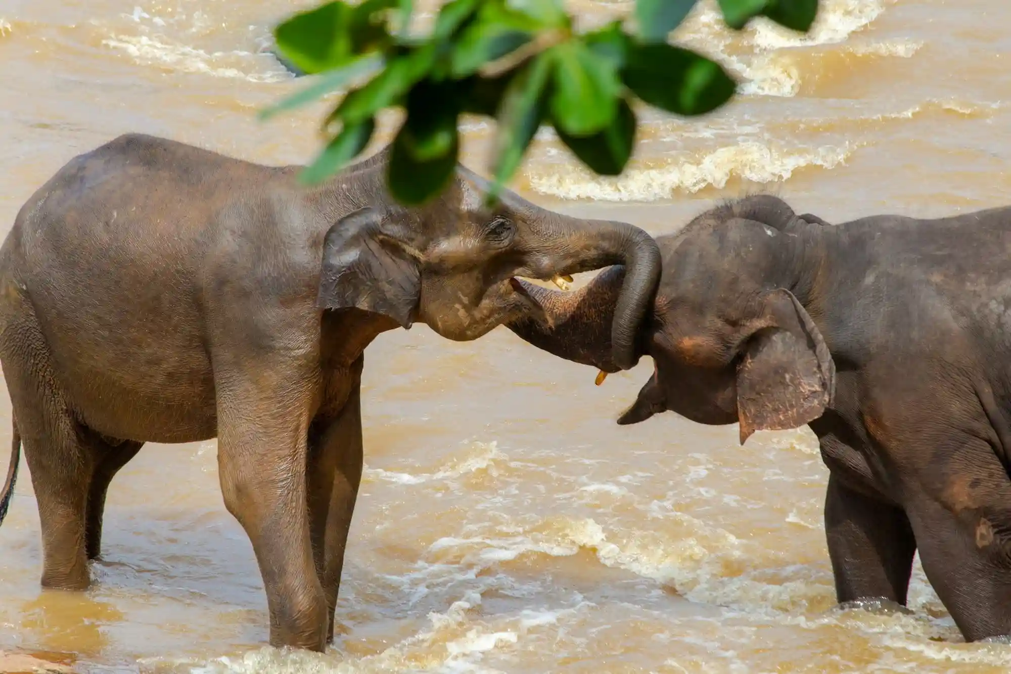 Playful Elephants at the River