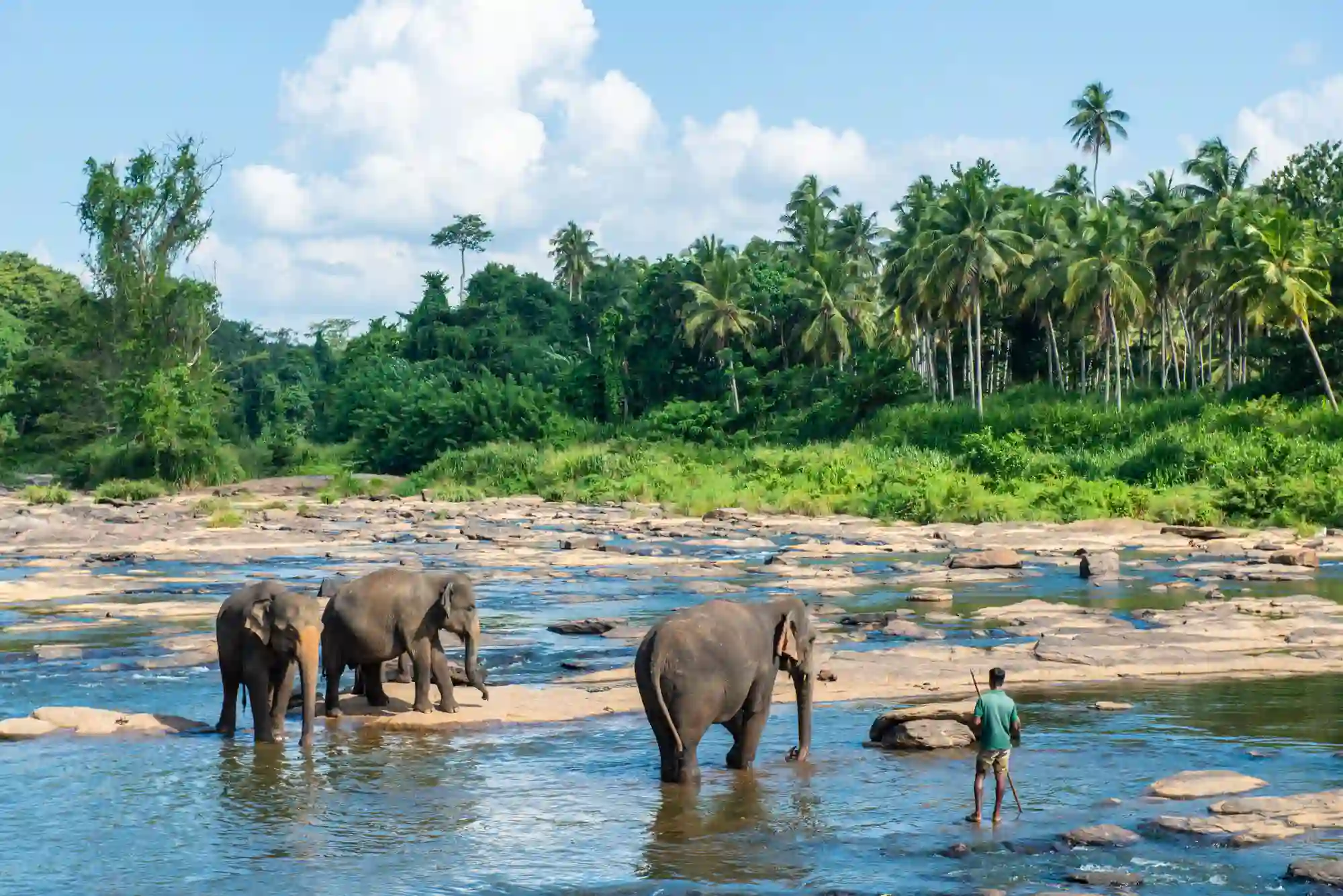 Elephants Exploring the Riverbed