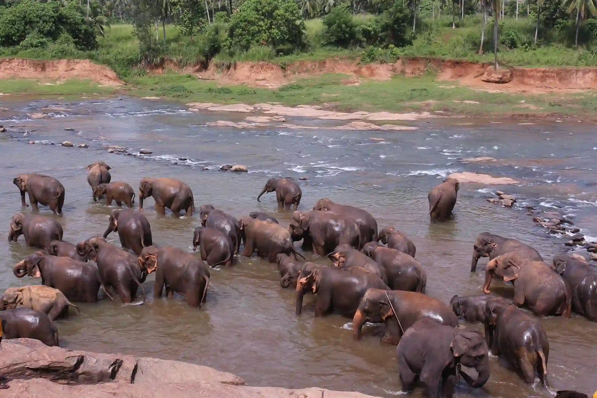 Elephant Herd Cooling Down
