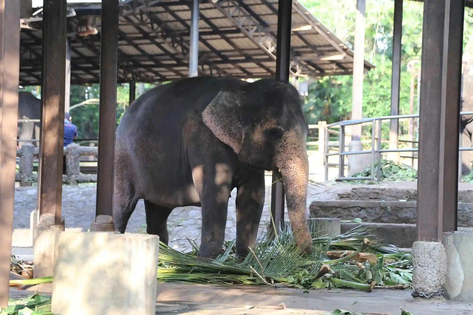Elephant Feeding Area