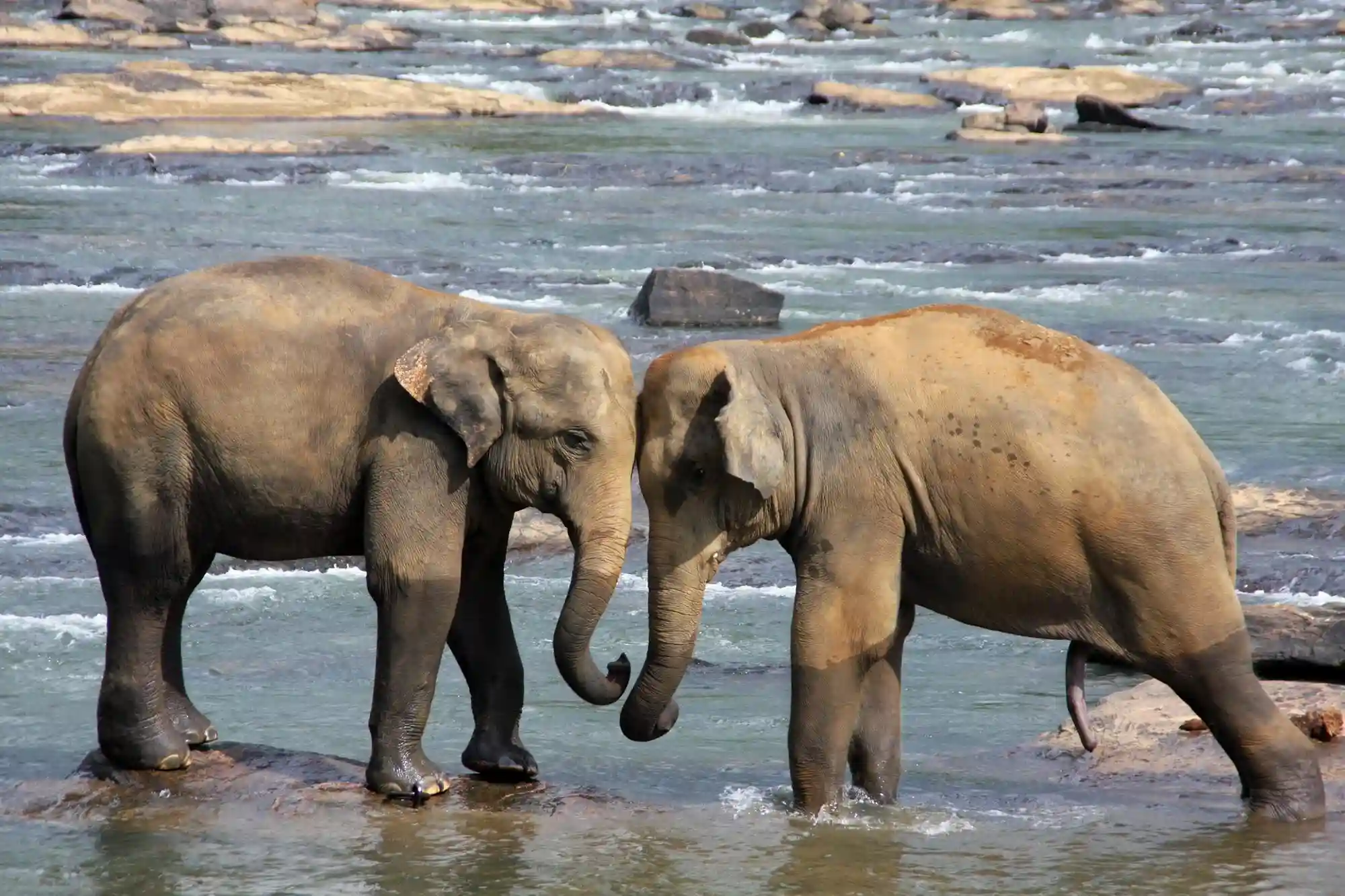 Playful Elephants at the River
