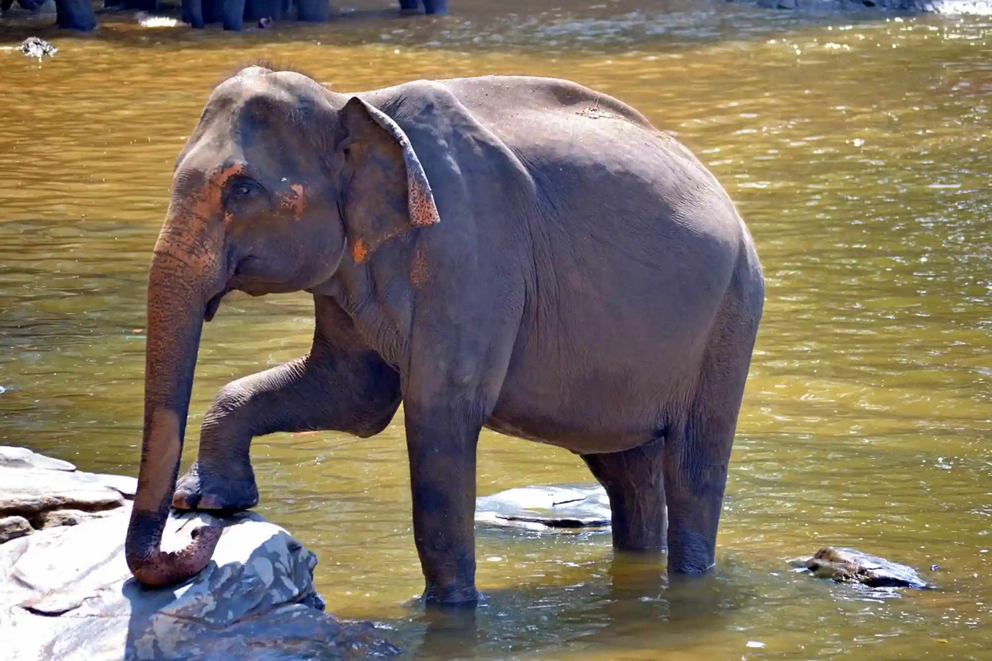Elephant Cooling in the River