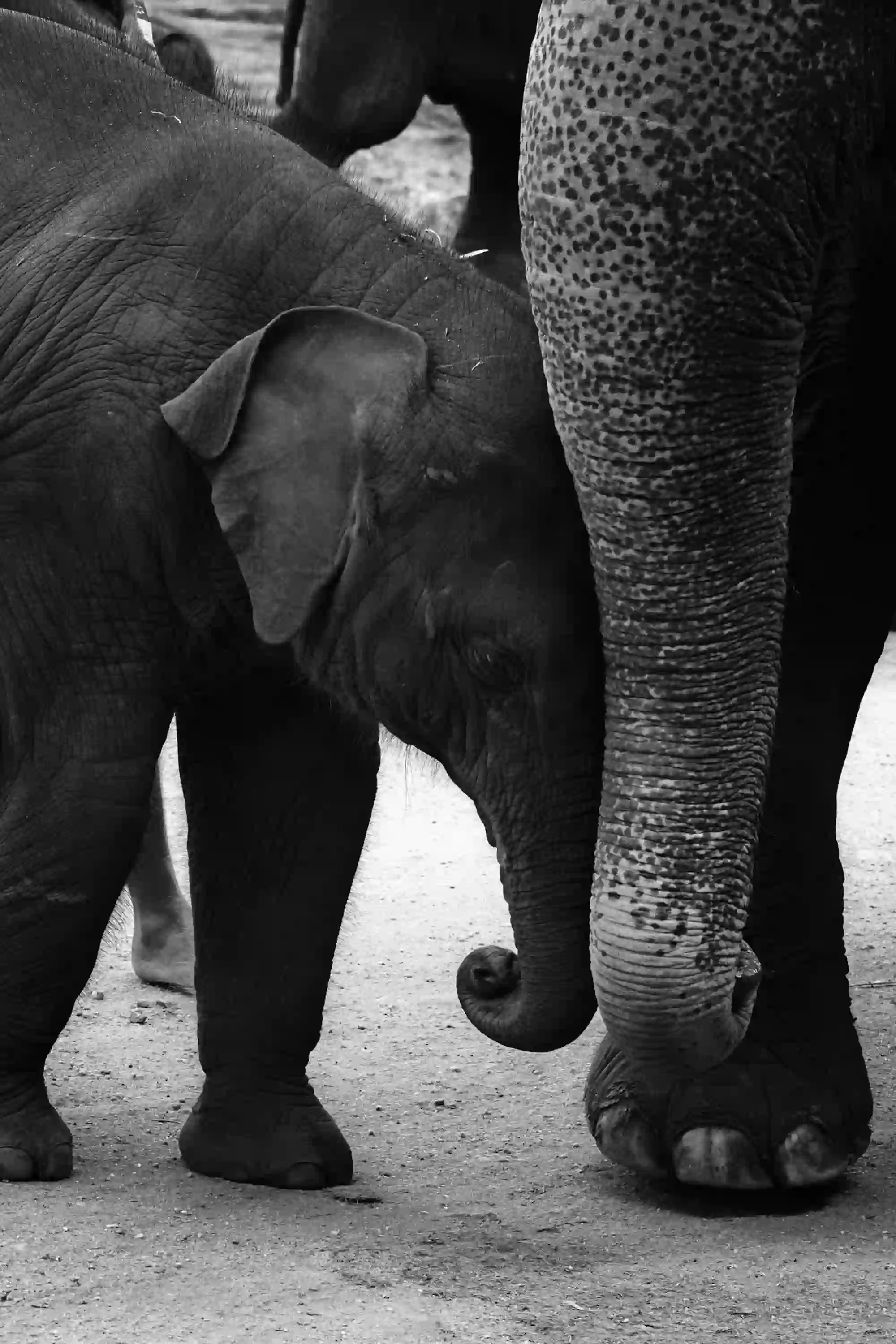 Mother & Calf Bond (Black & White)
