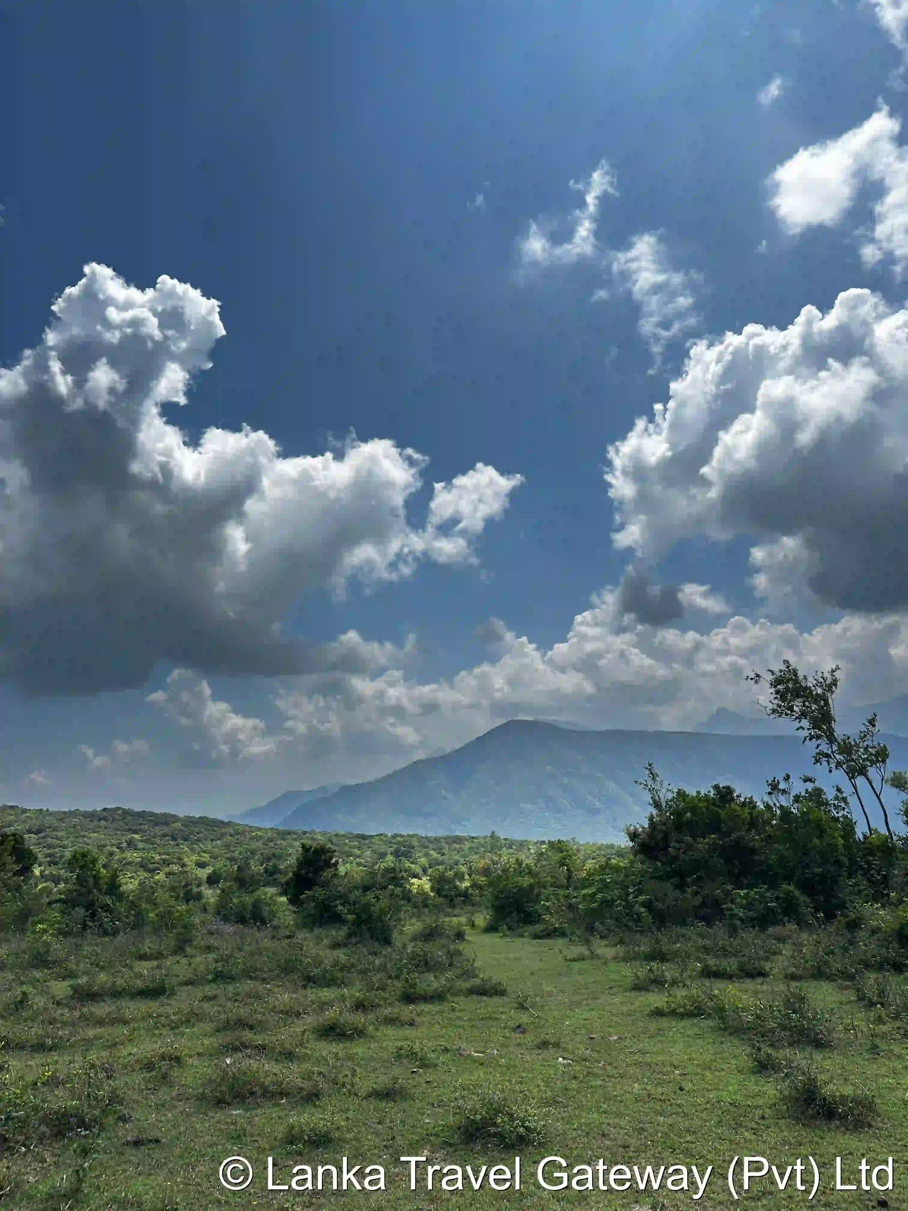 Open Grasslands of Riverston
