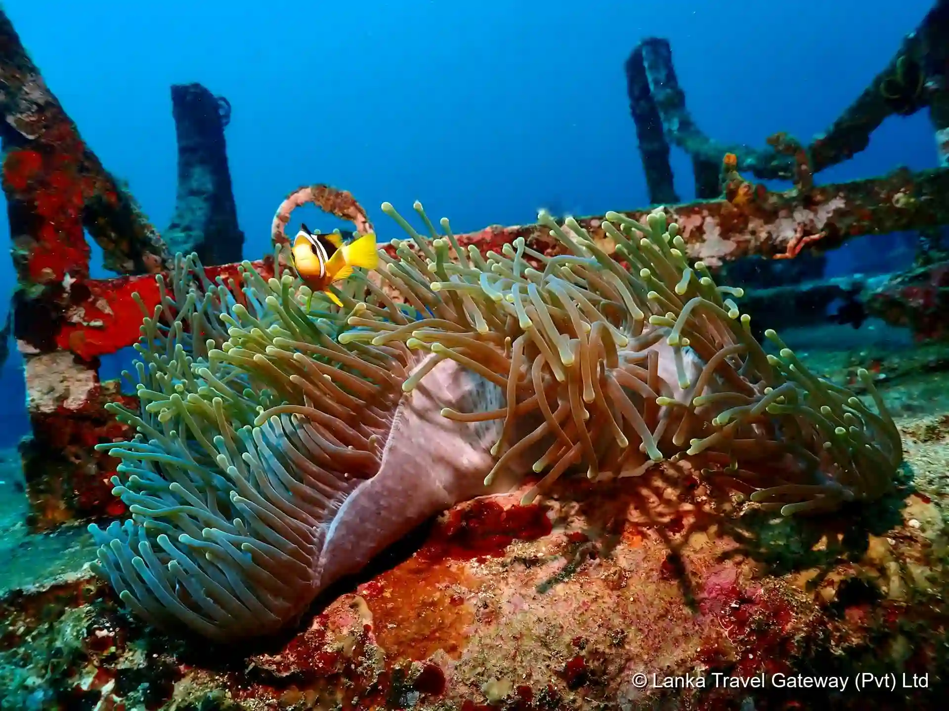 Diving Among Coral Reefs and Marine Life
