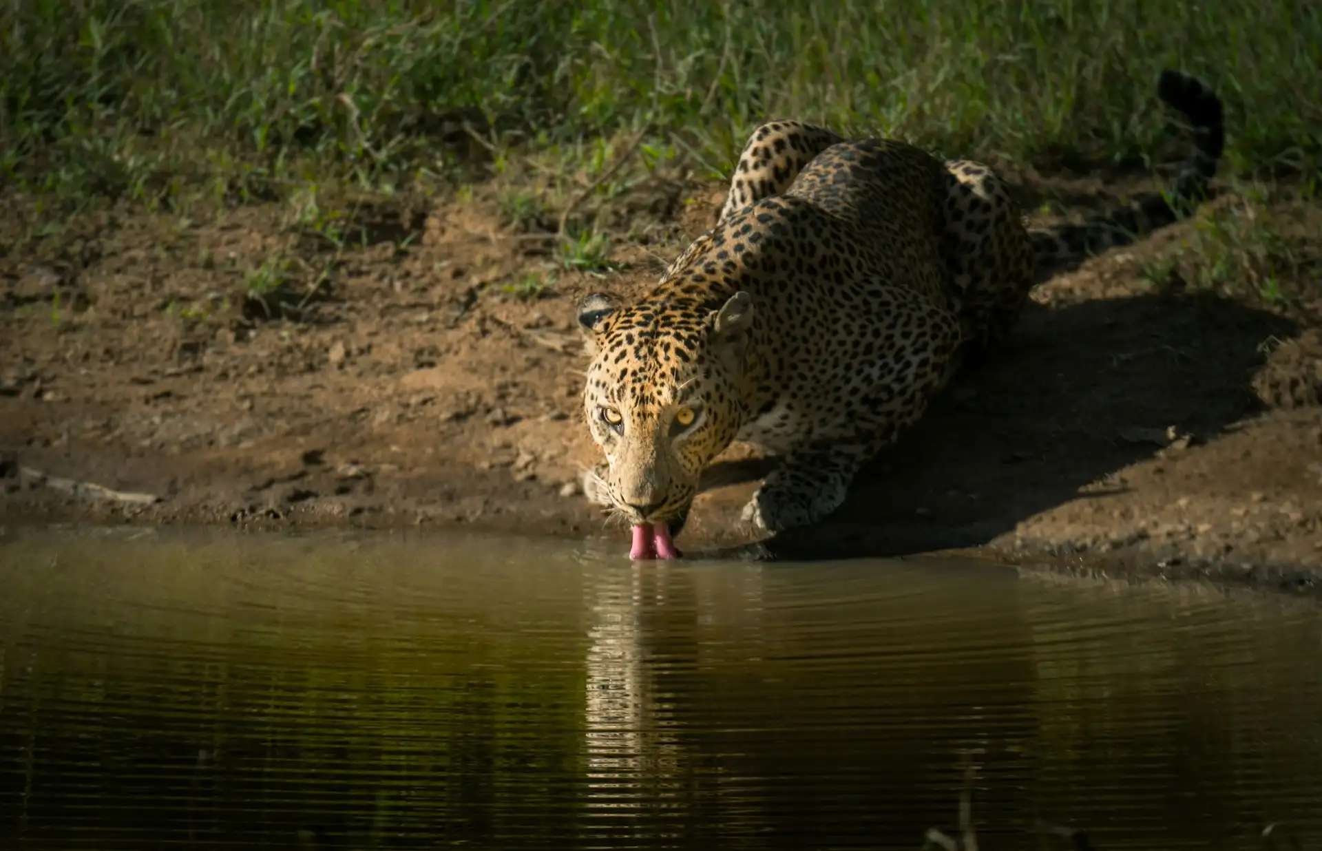 Leopard Drinking at Waterhole