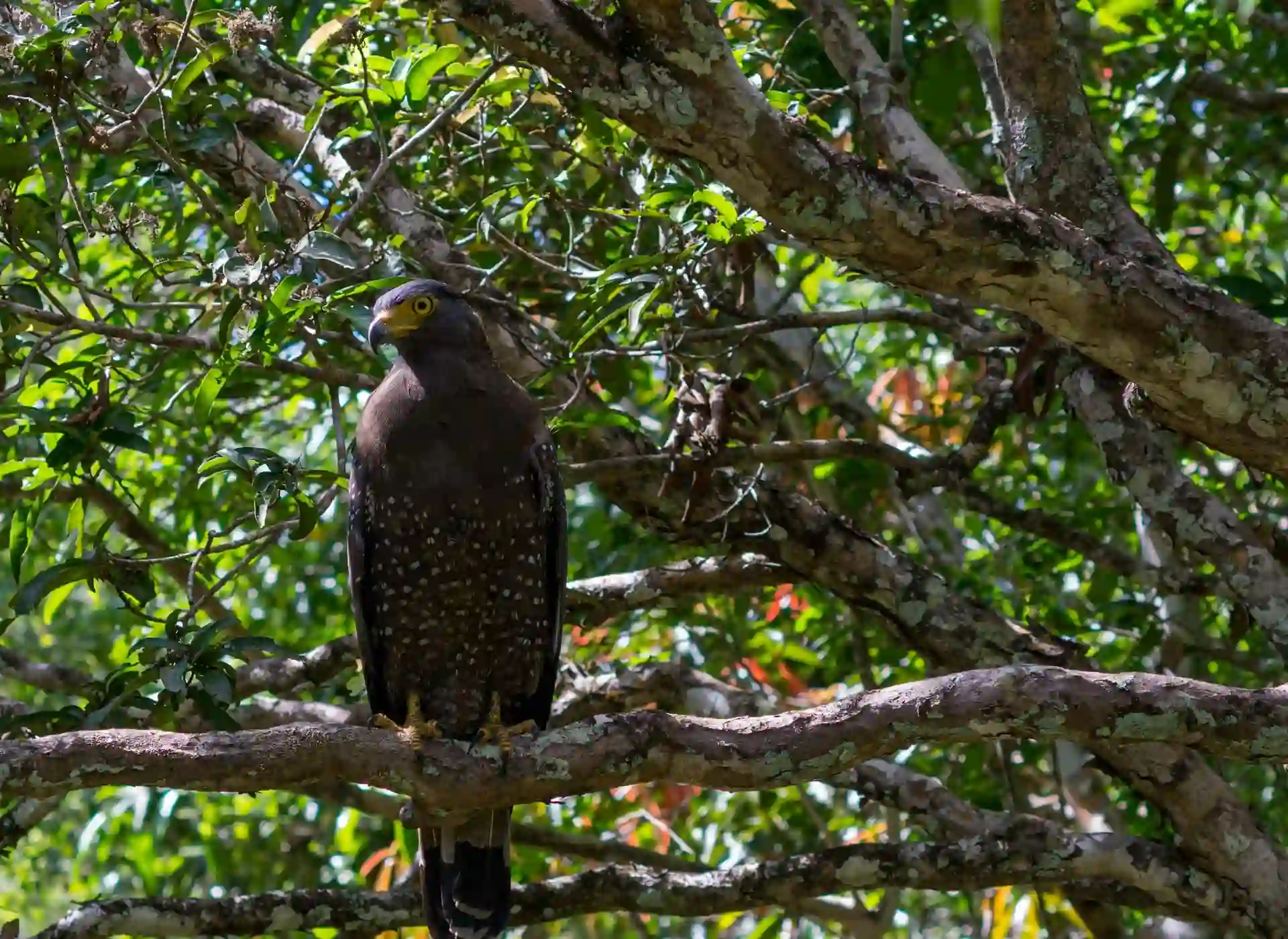 Crested Serpent Eagle in Wilpattu