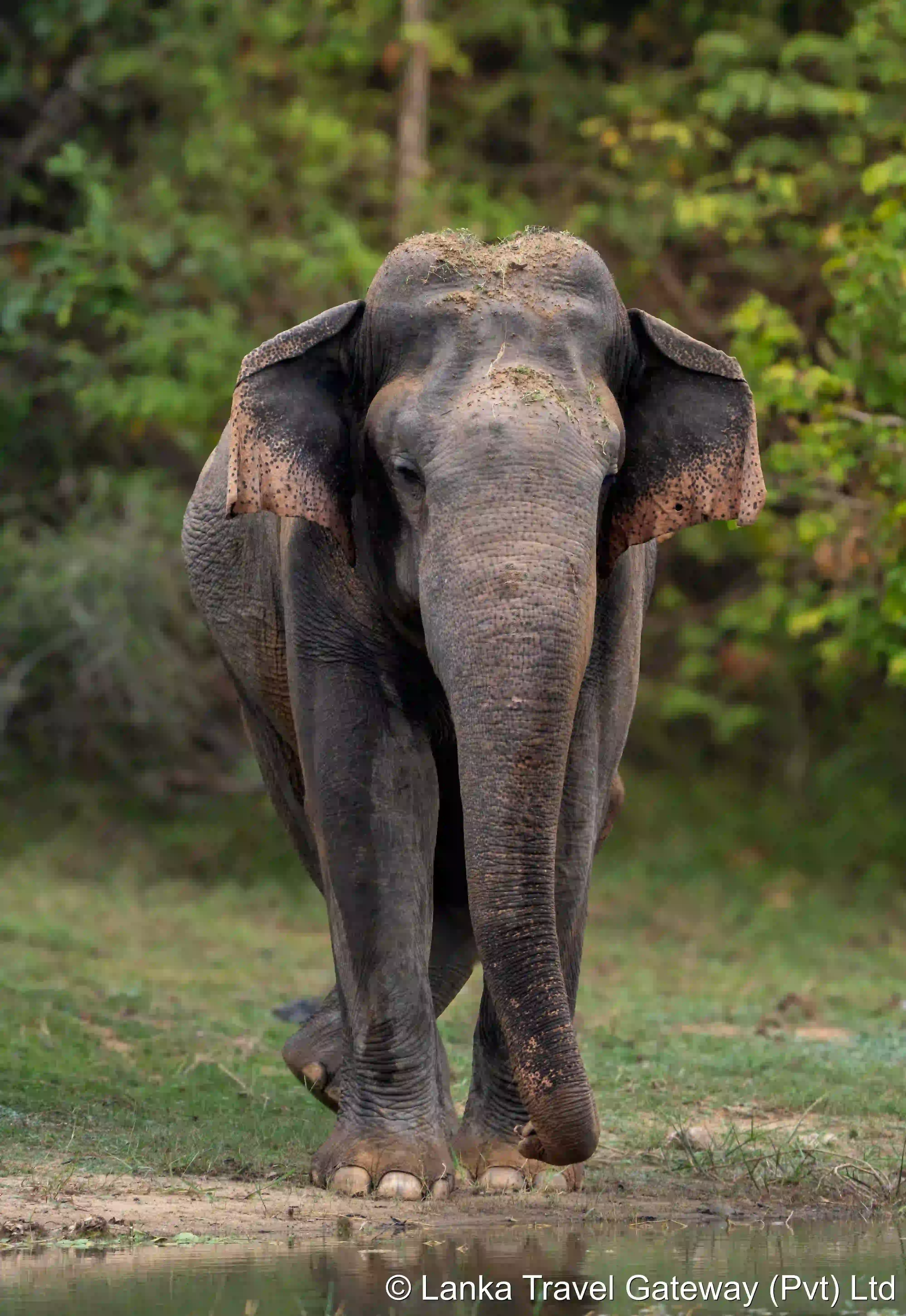Large Tusker by the Water’s Edge