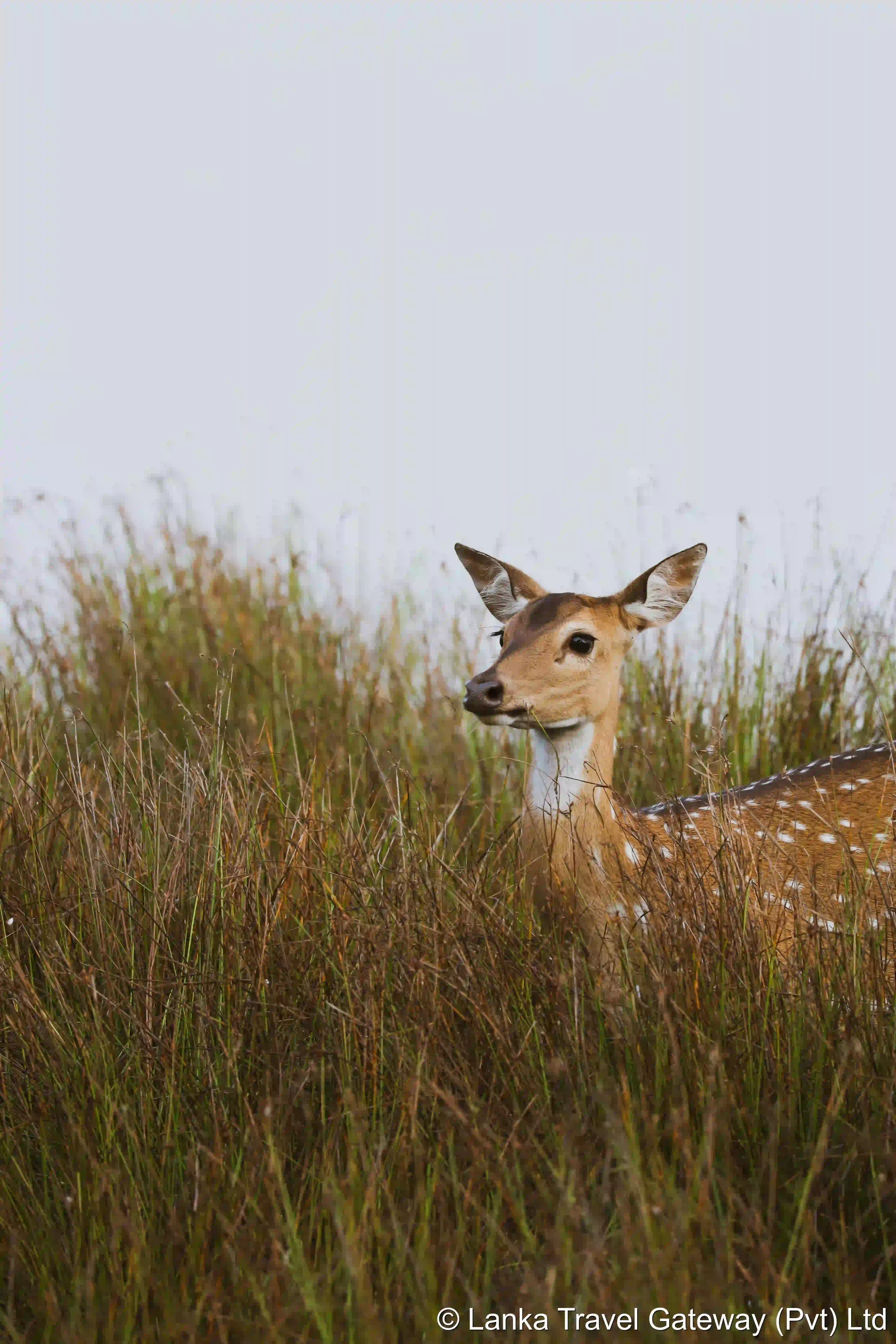Spotted Deer in Tall Grass