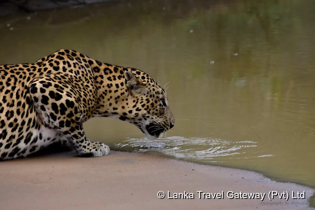 Leopard Drinking at a Waterhole