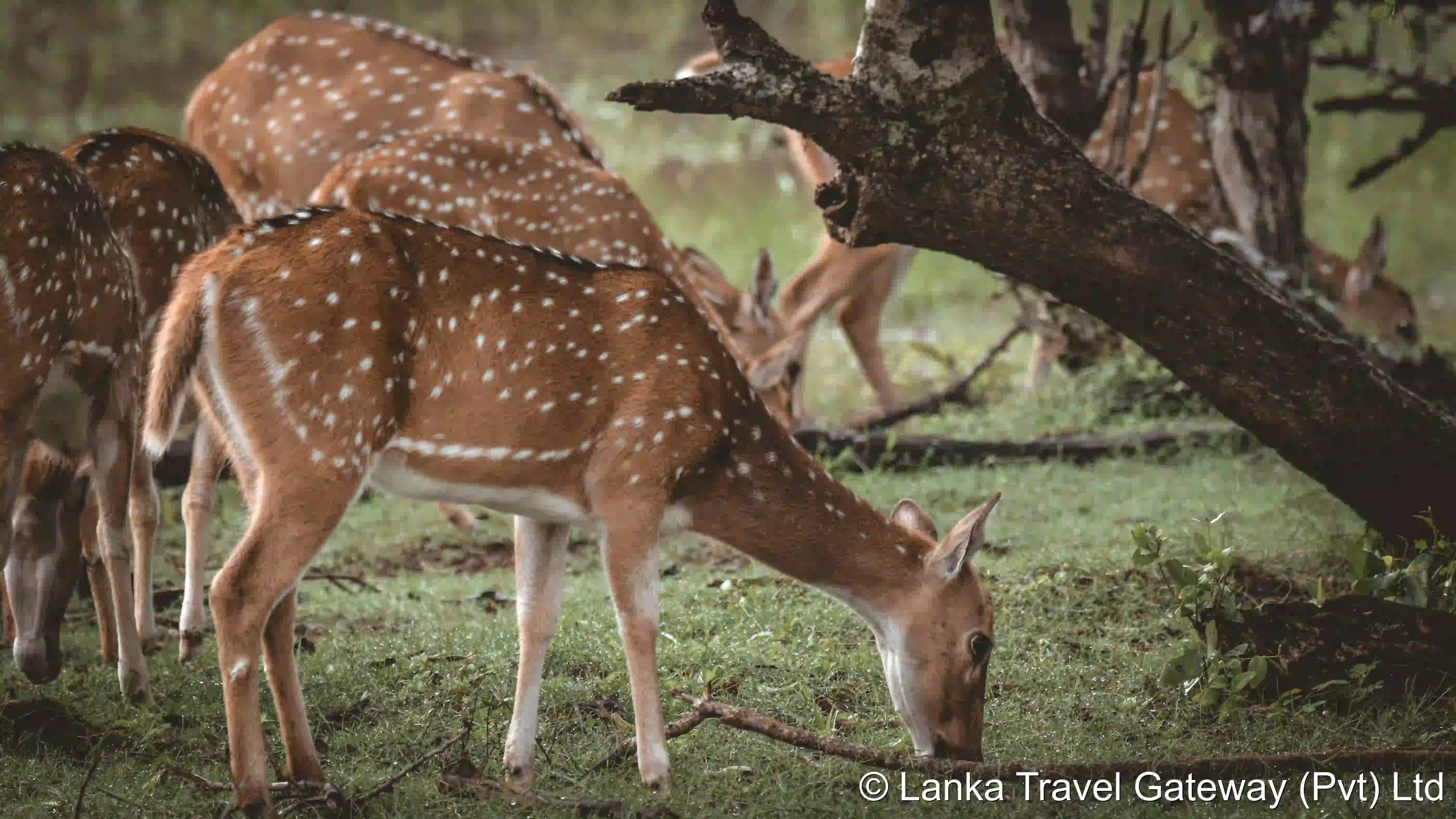 Herd of Spotted Deer Grazing