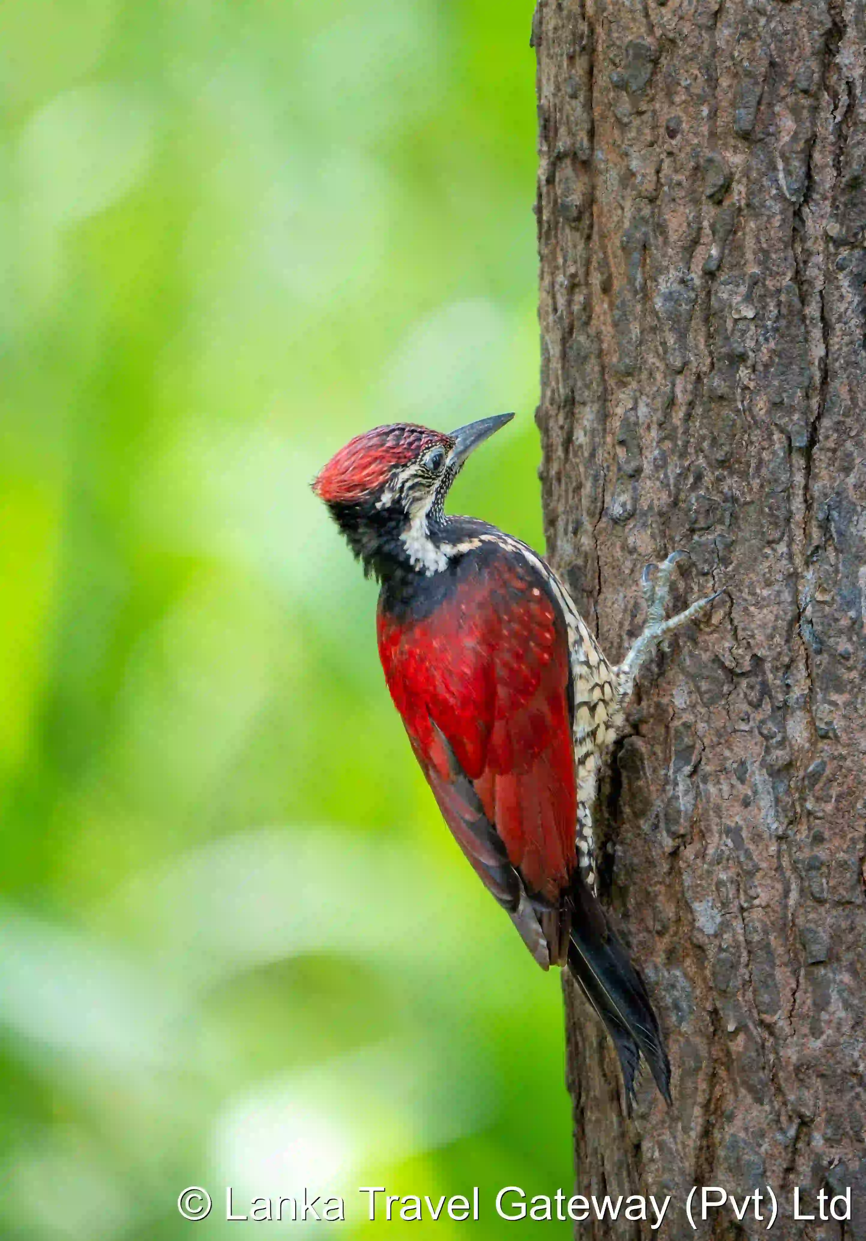 Red Woodpecker of Yala