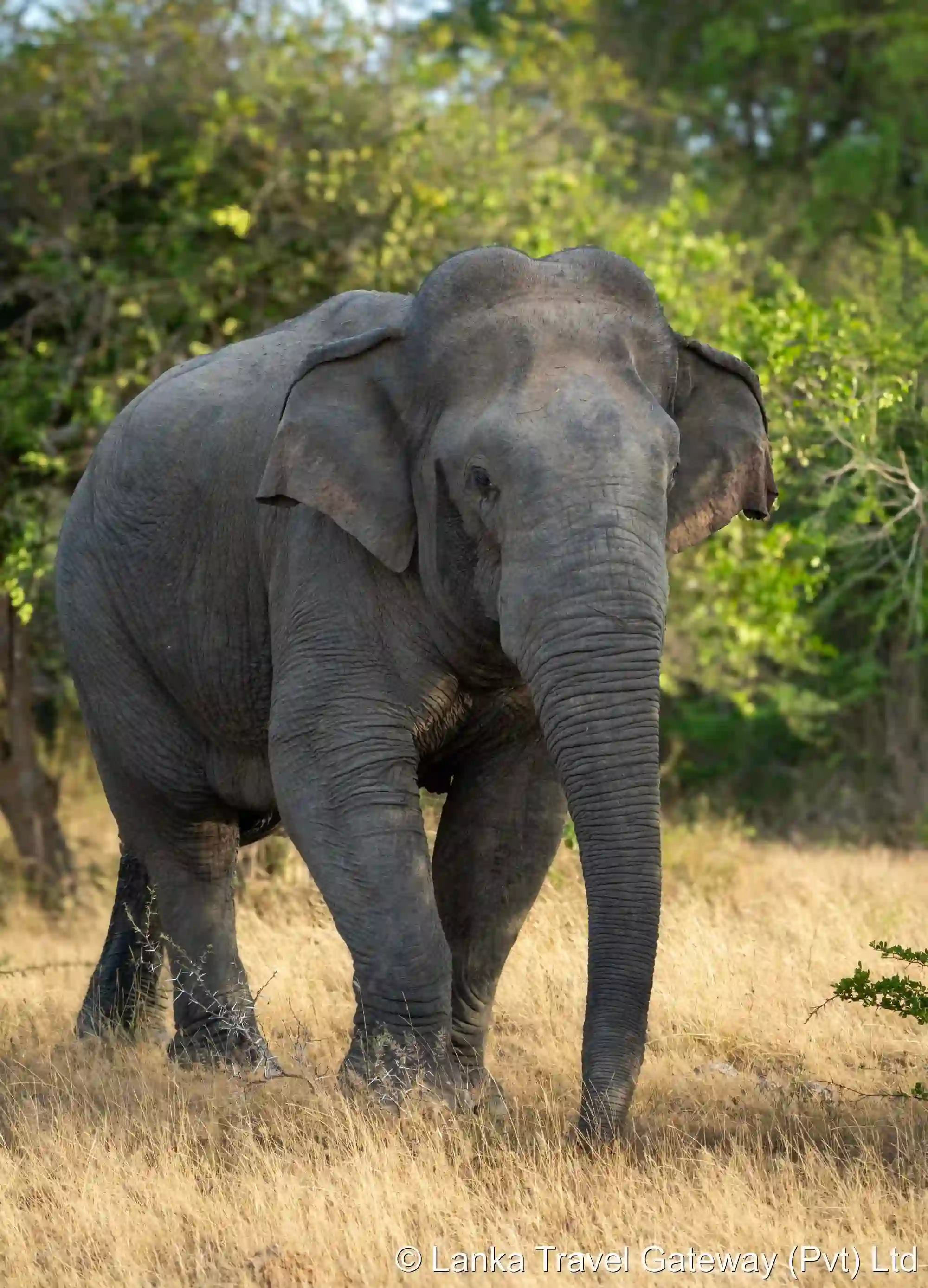 Elephant in Dry Grasslands