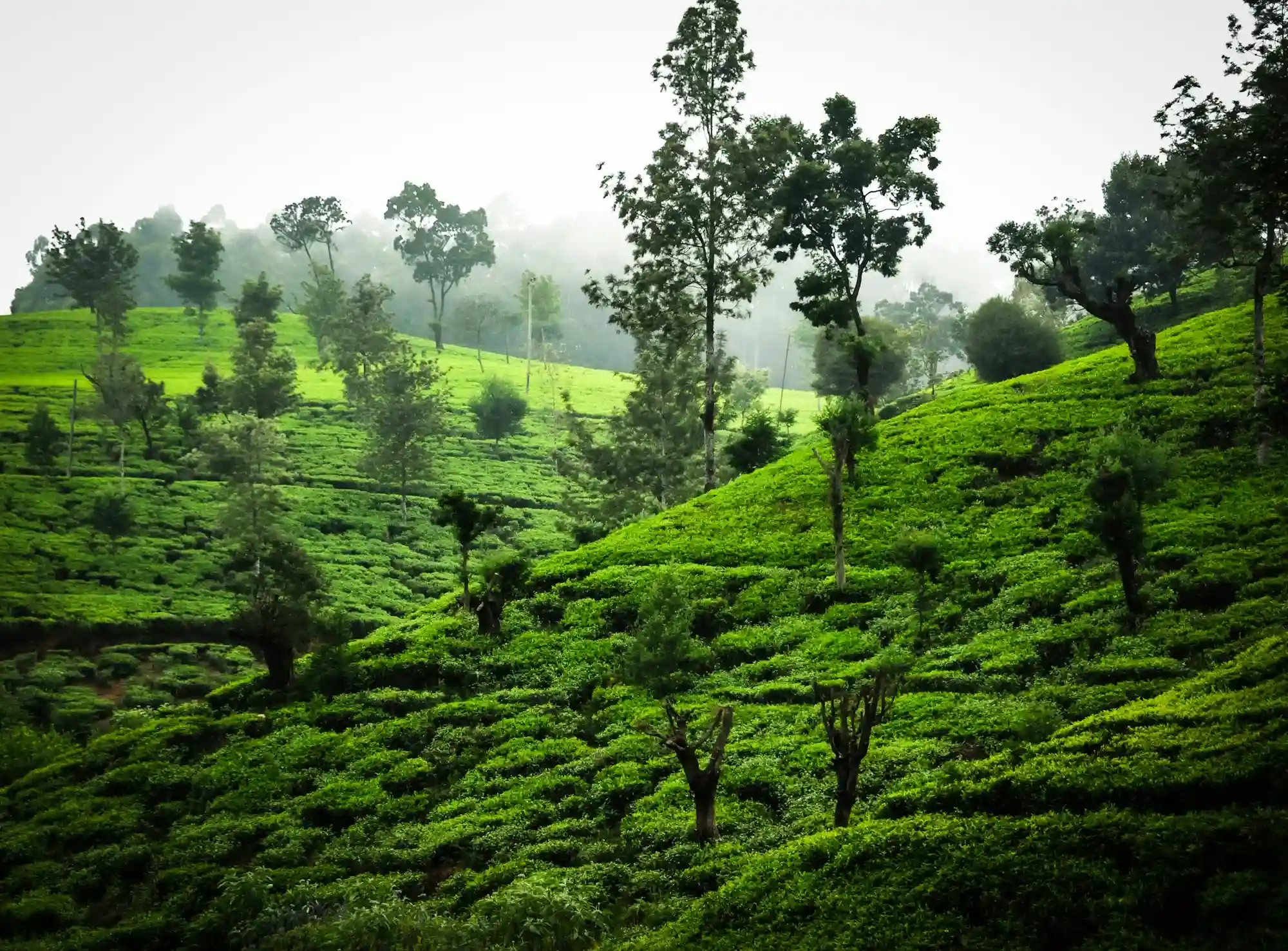 High-Grown Tea Country
